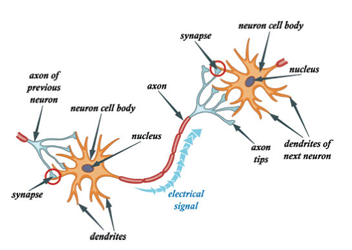 Illustration of nerve impulse pathway